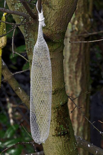 Was? Hat der Buntspecht es geschafft, das Netz der Futterstange zu öffnen? JA oder NEIN?