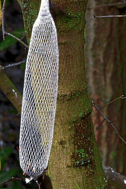 Hier das fast vollständig leergefressene, aber UNGEÖFFNETE NETZ (durch den Wind etwas nach links geneigt)