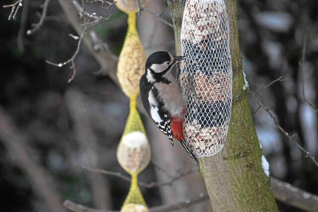 Im Bild Madam Buntspecht aufrecht sitzend, als das Netz noch sehr voll war.