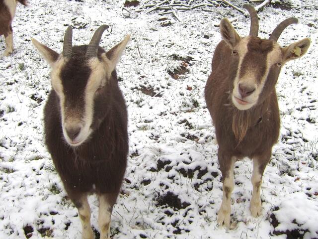 Nanni (rechts)