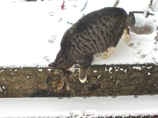 Fritz (unten) und Kleinpfötchen (oben)