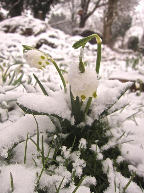 Diese Märzenbecherblüte hat sich nicht mehr rechtzeitig vor dem Frost schließen können
