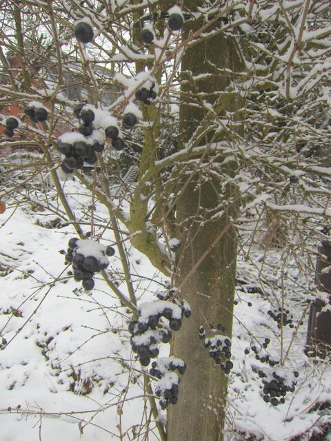 Ligusterbeeren