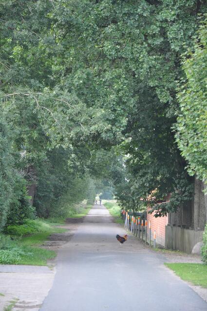 Im Detail - Wennebostel im Burgdorfer Land © OKOK TELEVISION