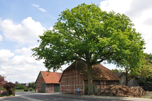 Im Detail - Mellendorf im Burgdorfer Land © OKOK TELEVISION