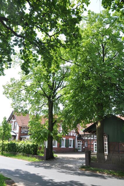 Im Detail - Meitze im Burgdorfer Land © OKOK TELEVISION
