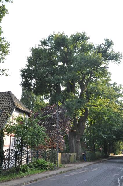 Im Detail - Wennebostel im Burgdorfer Land © OKOK TELEVISION