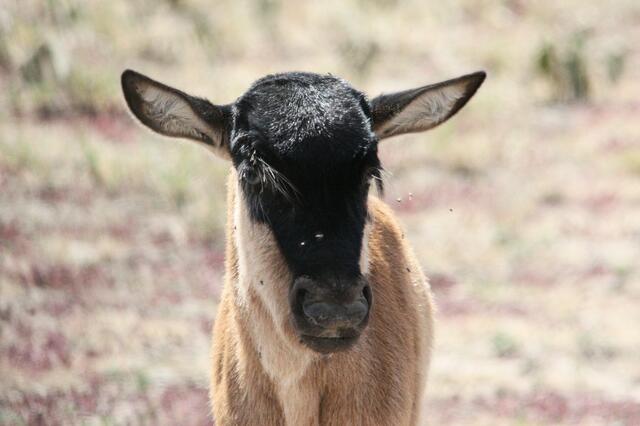 Ich hab' meine Mama verloren...