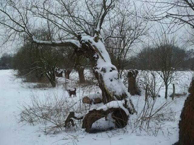 In der Aue