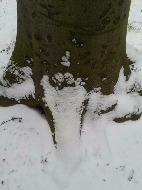 Bigfoot was here?