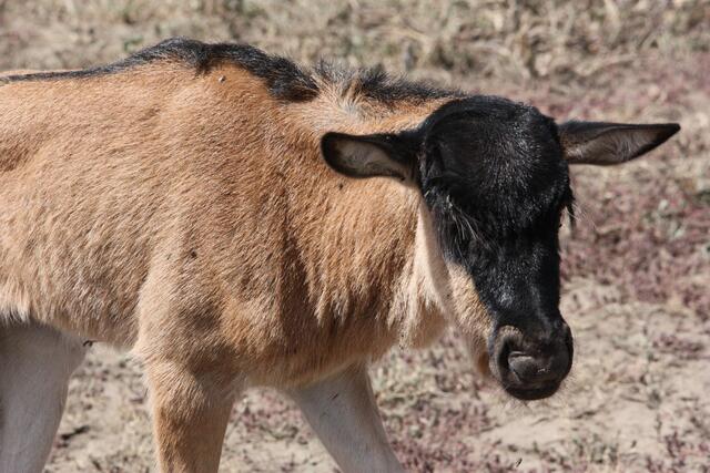 Habt Ihr sie gesehen?
