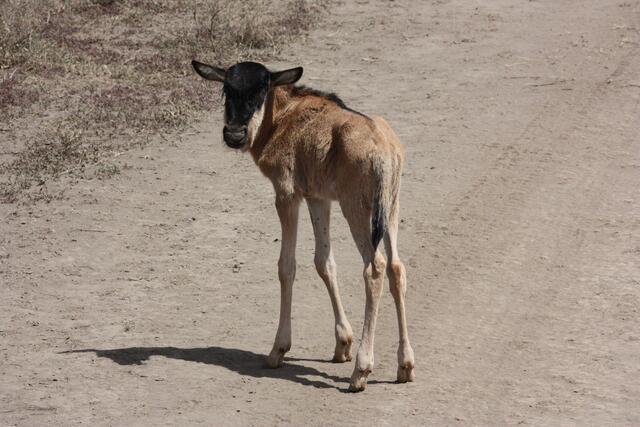 Macht's gut, ihr Menschen...