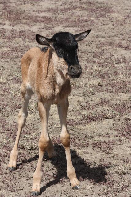 Was soll ich nur machen?