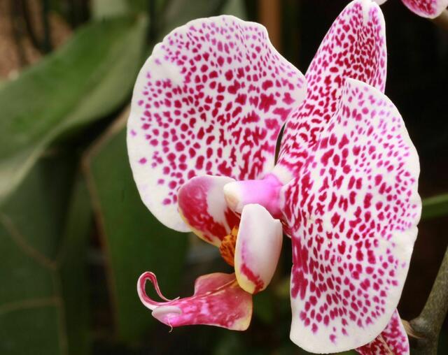 Orchideen III