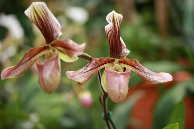 Orchidee VI