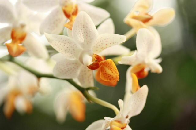 Orchideen IV