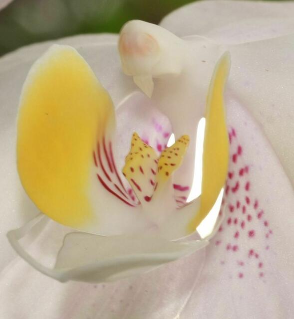 Orchideen I