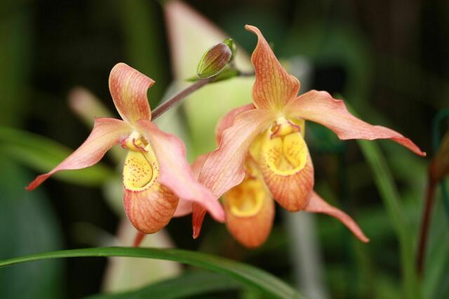 Orchideen VII