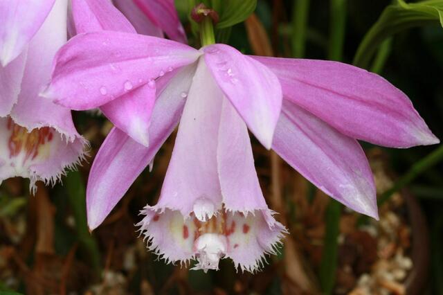 Fransige Blüte
