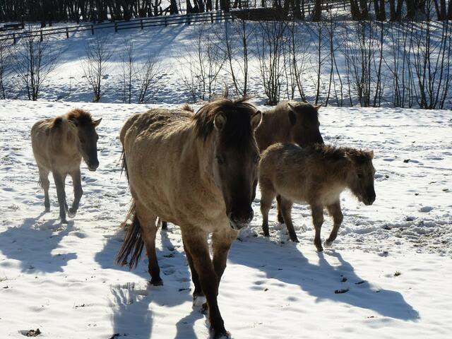 Tarpan-Familie