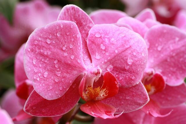 Orchideen II