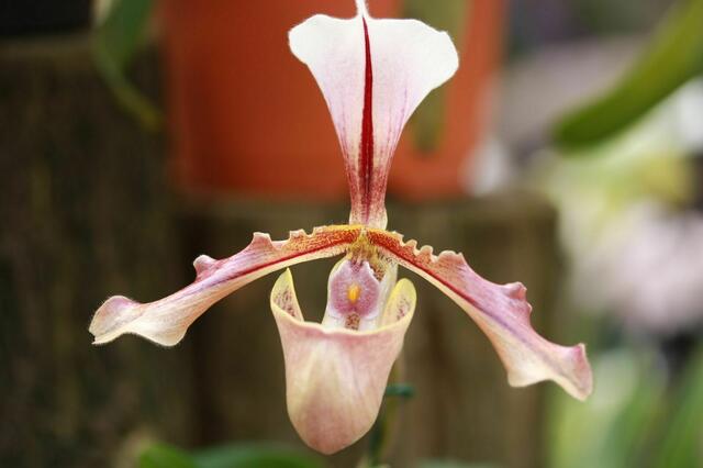 Orchidee V