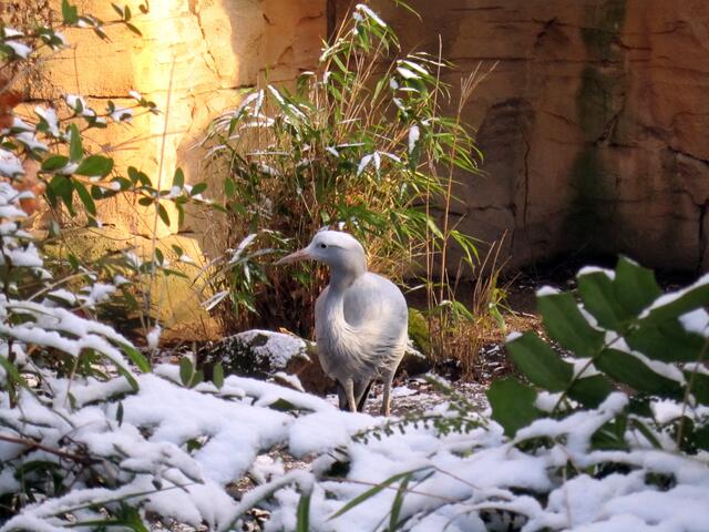 Ich bin ein Paradies-Kranich und keine Schneeziege!!!