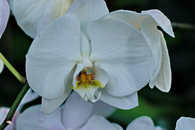 Orchideen im Berggarten
