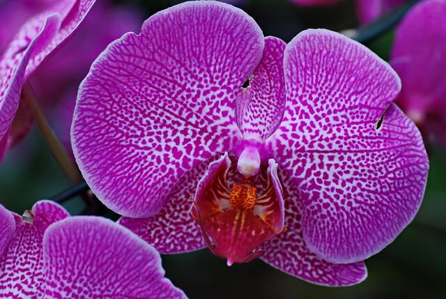 Orchideen im Berggarten - so farbenfroh sollte doch eigentlich der Frühling kommen ...