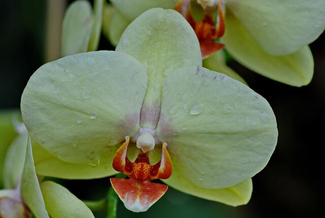 Orchideen im Berggarten