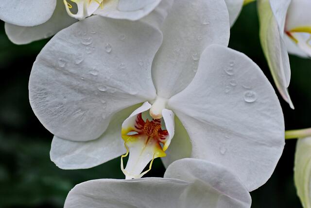 Orchideen im Berggarten