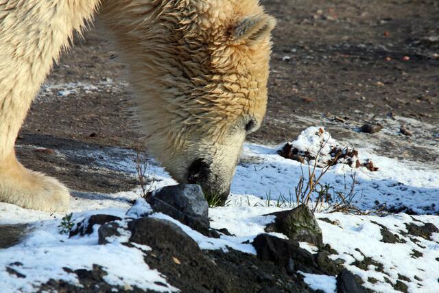 Guck mal, wie niedlich! "Tiefschnee!"