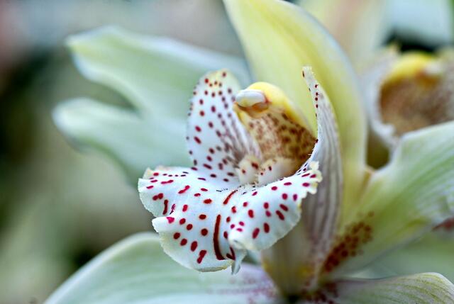 Orchideen im Berggarten