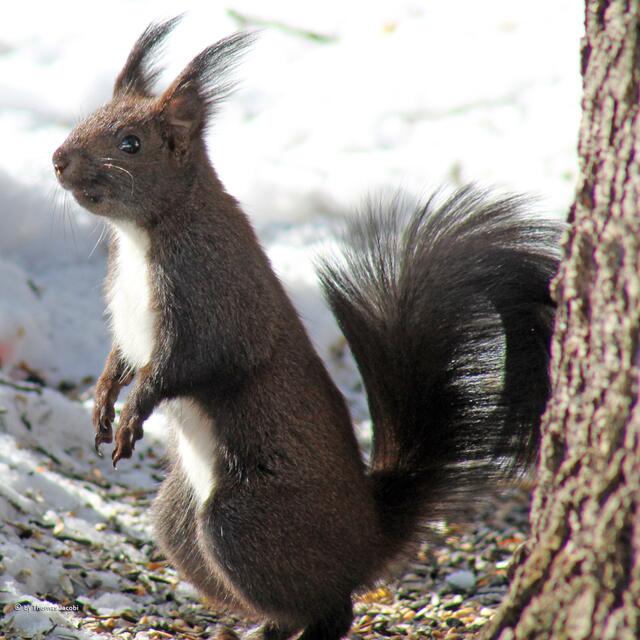 ein Eichhörnchen.
