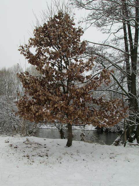 Eichenlaub in der Ederaue.