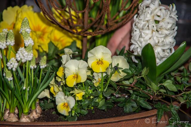 20. Jugendwettkampf 2013 der Floristen-Auszubildenden im Bezirk Schwaben-Mitte.