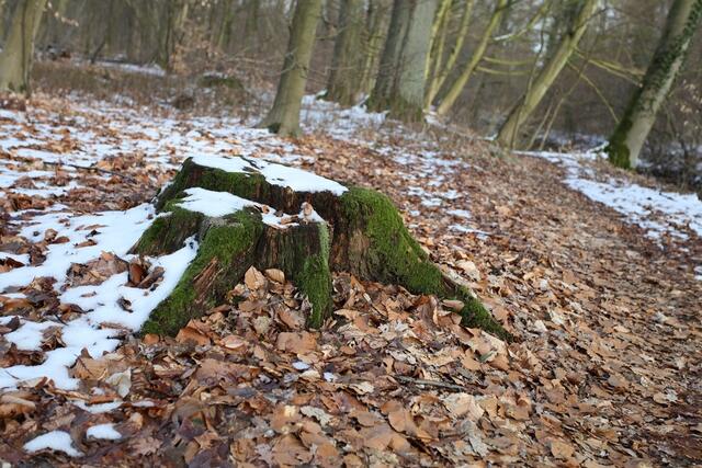 Baumstumpf, normal