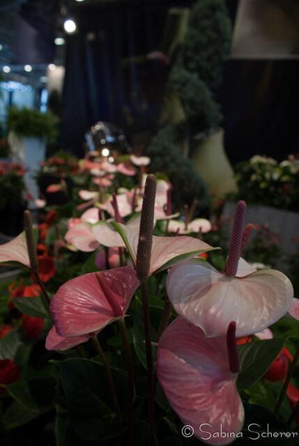 afa 2013 - Lust auf Frühling
