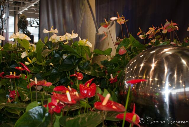 afa 2013 - Lust auf Frühling