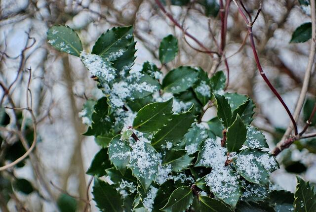 Mitte Februar, aber viel Schnee ist das auch nicht ...