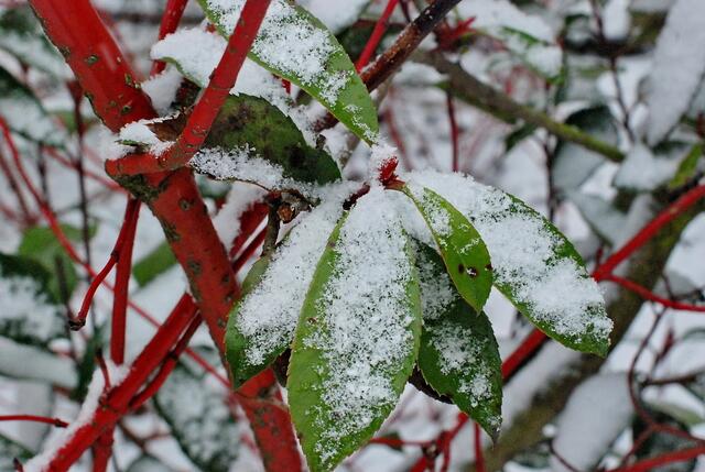 Das soll nun aber wirklich das letzte Winterbild sein !!!