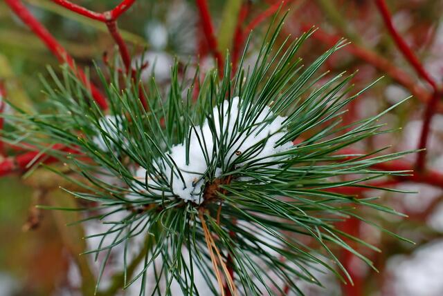 Nadeln im Schnee ...