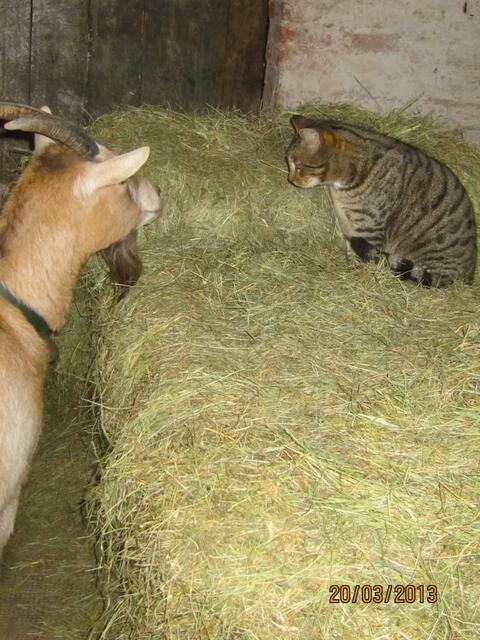 Sind Ziege und Kater zusammen am Heu, kommt der Winter draußen neu!