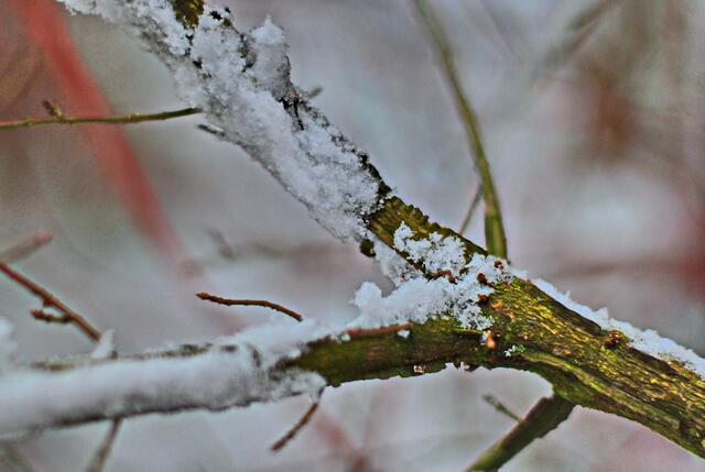 Winterdetails ...