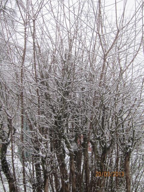 Sonst im März blüht dieser Mirabellenstrauch so ähnlich weiß - diesmal ist es frischer Schnee von heute