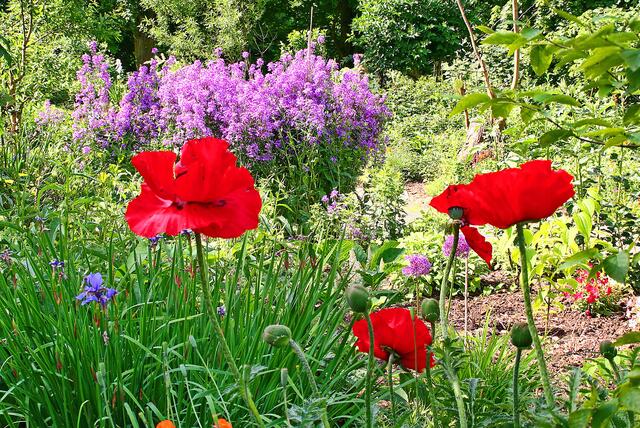 So schön wird es hoffentlich  auch in diesem Jahr, im Kräutergarten im Kurpark