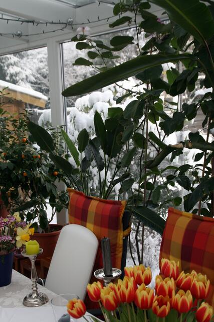 Wenigstens im Wintergarten ist schon Frühling - man darf nur nicht raus schauen ...