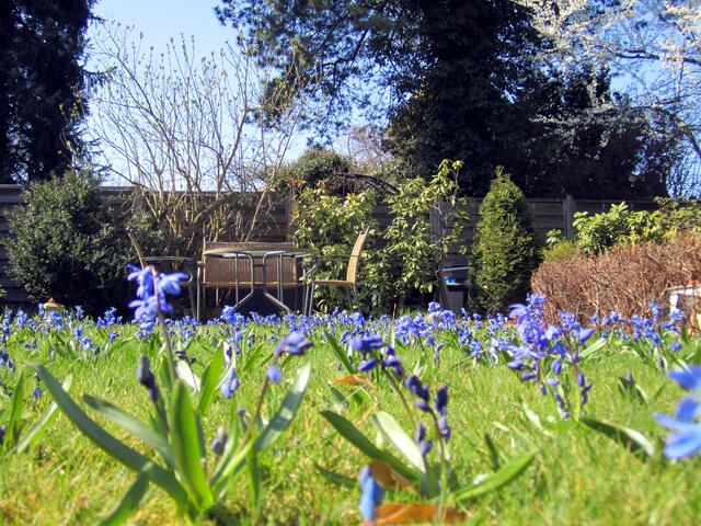 Der Rasen war übersäht mit Scilla-Blüten.