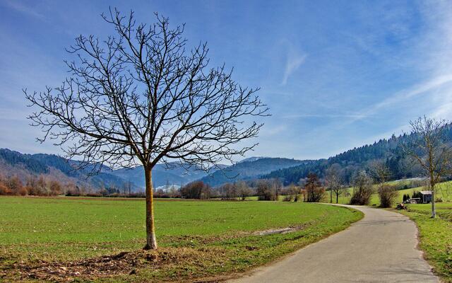 Weg ins Münstertal