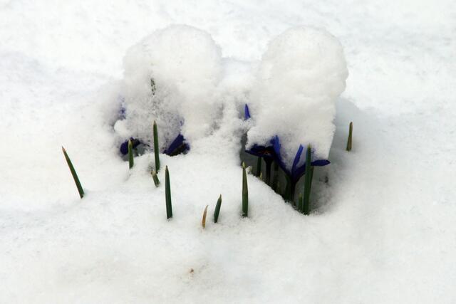 ABER ... der Frühling lauert schon ...
